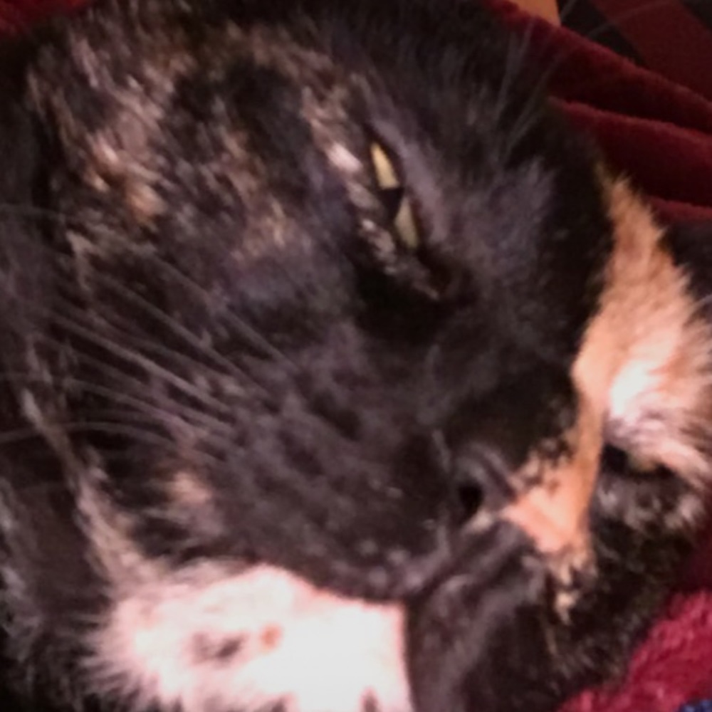 Meet your Posher, Hailey